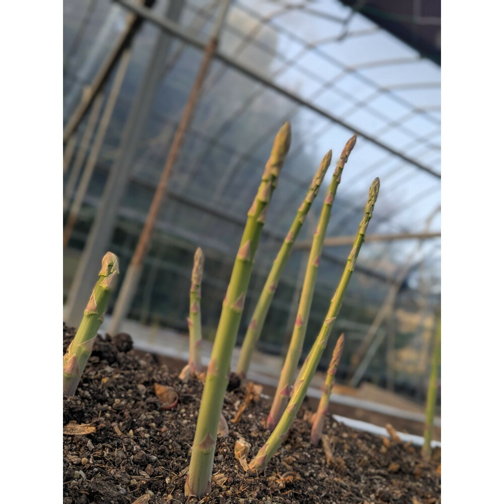 【ふるさと納税】＜2026年4月から発送＞坂出ふれあい産直市のアスパラガス「さぬきのめざめ」約1kg - 画像2