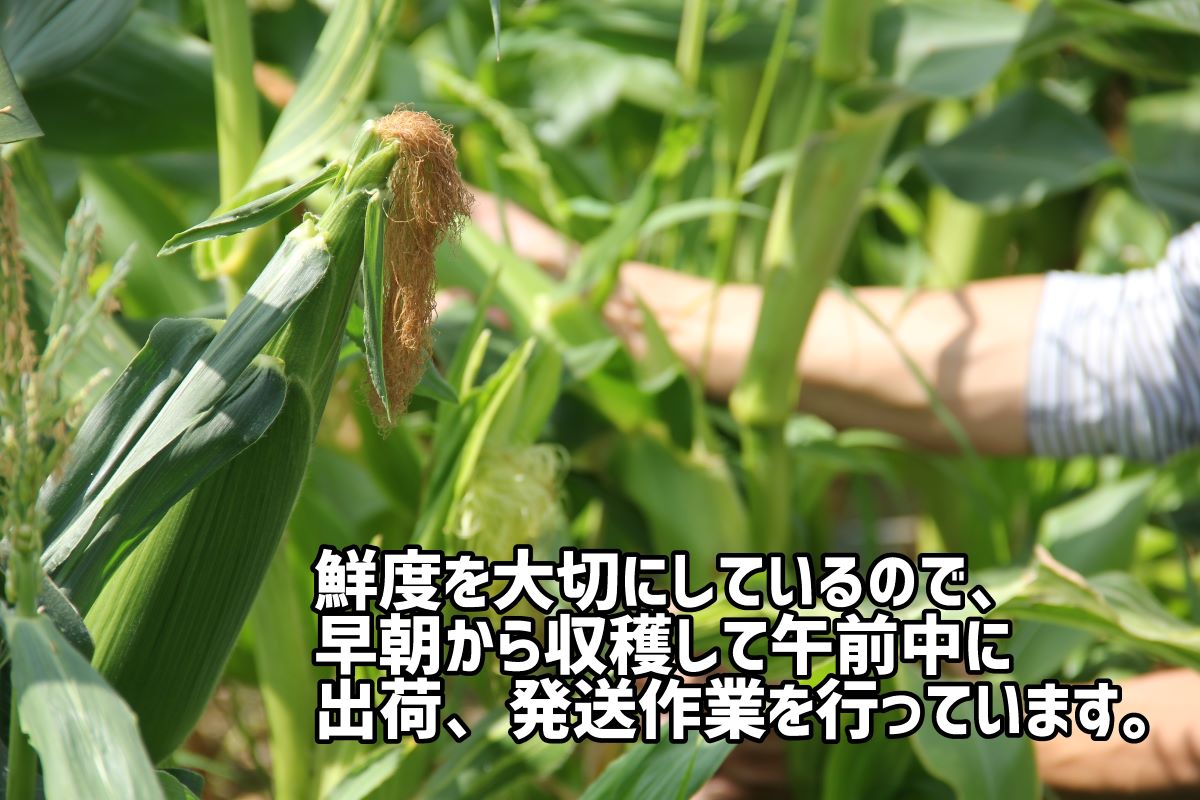 【ふるさと納税】＜先行予約受付中！＞2026年産　善通寺市産スイートコーン 4kg - 画像3