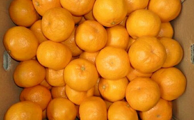 【ふるさと納税】2025年秋よりお届け 高糖度系石地みかん 約3kg 柑橘類 フルーツ 果物 ミカン 　お届け：2025年12月上旬～12月中旬 サムネイル3