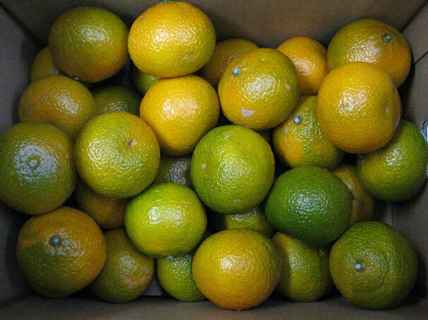 【ふるさと納税】スイートスプリング 約10kg 果物類 みかん 柑橘類 フルーツ 　お届け：2026年1月中旬～2月上旬 サムネイル2