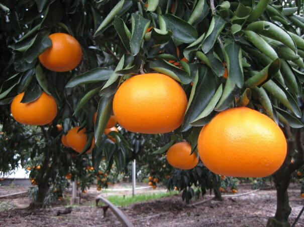 【ふるさと納税】せとか 約3kg化粧箱 果物類／みかん 柑橘類 フルーツ　 　お届け：2026年2月上旬～2月下旬 サムネイル2