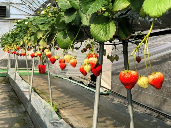 【ふるさと納税】いちご「さぬきひめ」約1kg 果物類／いちご／苺／イチゴ／フルーツ　 　お届け：2025年12月上旬～2026年1月下旬 サムネイル2