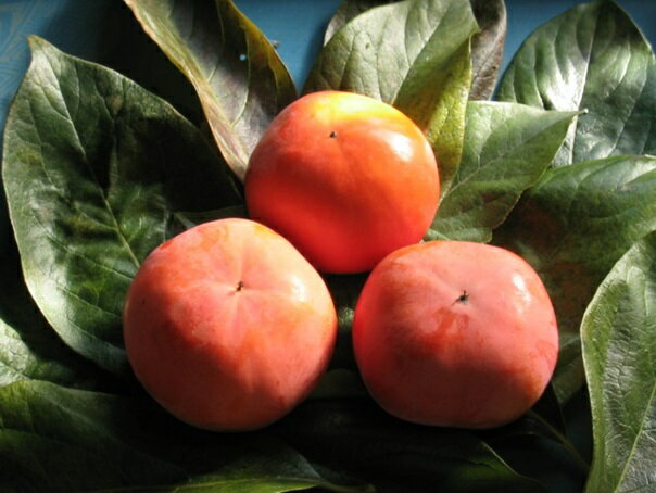 【ふるさと納税】富有柿 約3.5kg 果物類 フルーツ／柿　 　お届け：2025年11月中旬～12月上旬 サムネイル2