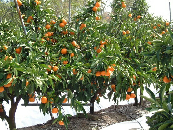 【ふるさと納税】温州みかん 約5kg 果物類 柑橘類 フルーツ ミカン くだもの 　お届け：2025年11月上旬～2026年1月下旬 サムネイル2