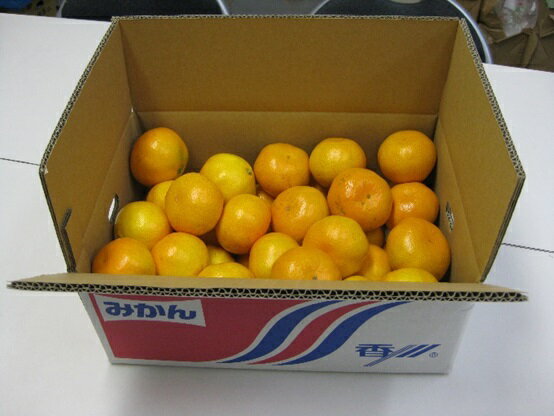 【ふるさと納税】温州みかん 約5kg 果物類 柑橘類 フルーツ ミカン くだもの 　お届け：2025年11月上旬～2026年1月下旬 サムネイル3