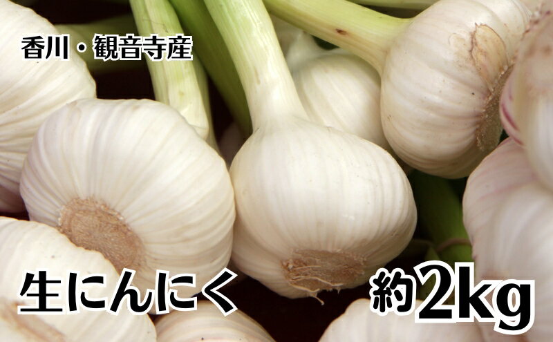 【ふるさと納税】生にんにく 約2kg 野菜 ニンニク 大蒜　 　お届け：2026年5月上旬～6月上旬 - 画像2