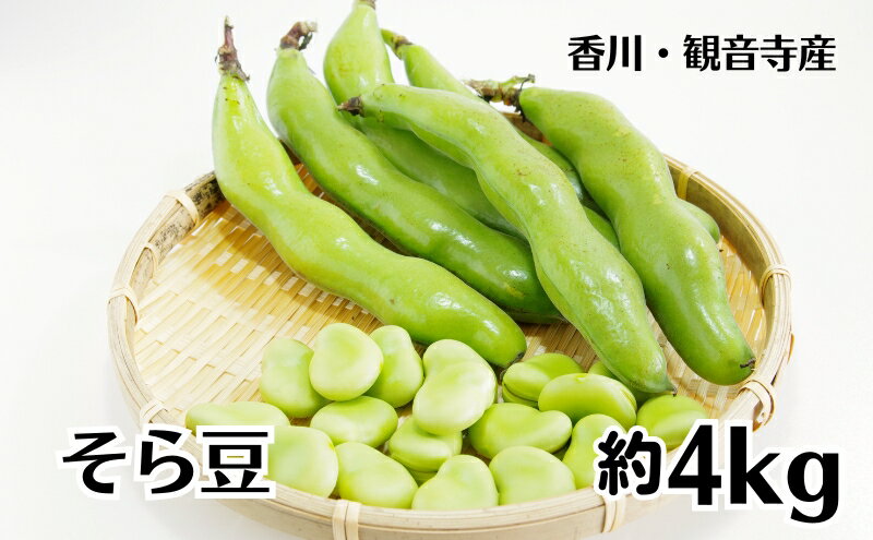 【ふるさと納税】そら豆 約4kg 野菜 そらまめ　 　お届け：2026年5月上旬～6月上旬 - 画像2