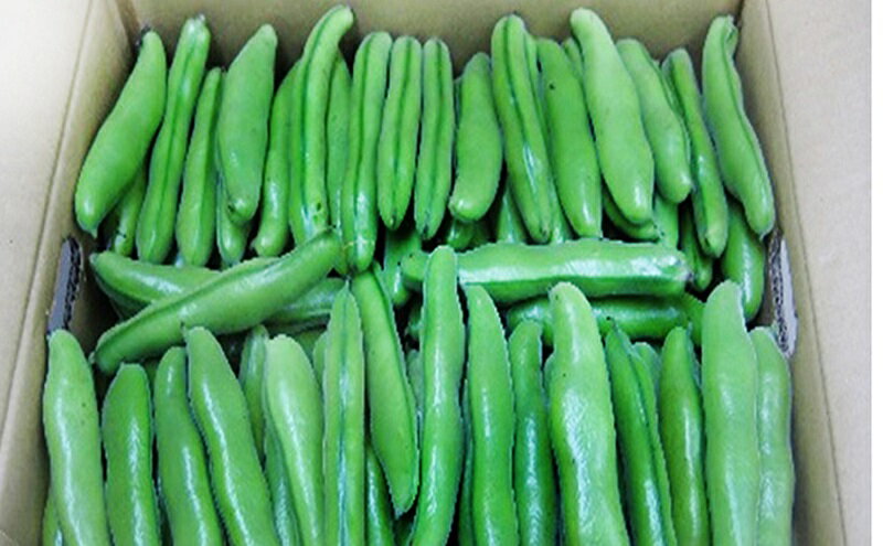 【ふるさと納税】そら豆 約4kg 野菜 そらまめ　 　お届け：2026年5月上旬～6月上旬 - 画像3