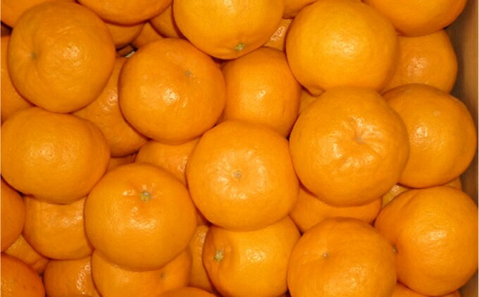 【ふるさと納税】2025年秋よりお届け 高糖度系石地みかん 約10kg 果物類 柑橘類 フルーツ ミカン 蜜柑 くだもの 　お届け：2025年12月上旬～12月下旬 サムネイル3