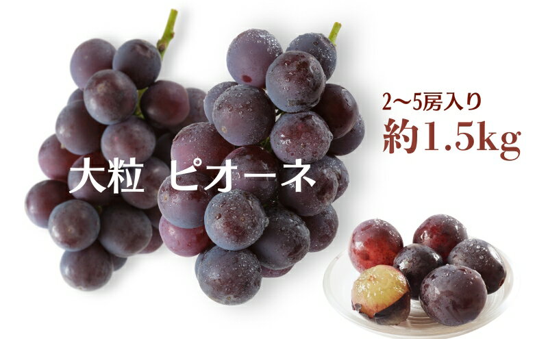 【ふるさと納税】大粒 ピオーネ 約1.5kg ぶどう フルーツ 果物 　お届け：2026年8月下旬～9月中旬 - 画像2