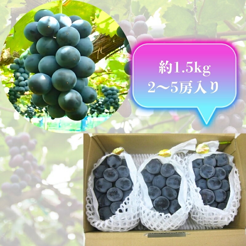 【ふるさと納税】大粒 ピオーネ 約1.5kg ぶどう フルーツ 果物 　お届け：2026年8月下旬～9月中旬 - 画像3