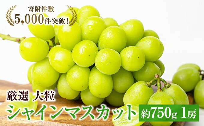 【ふるさと納税】大粒 特選 大房シャインマスカット 約750g 1房 ぶどう 果物 フルーツ 種なし 　お届け：2026年8月下旬～10月上旬 - 画像2