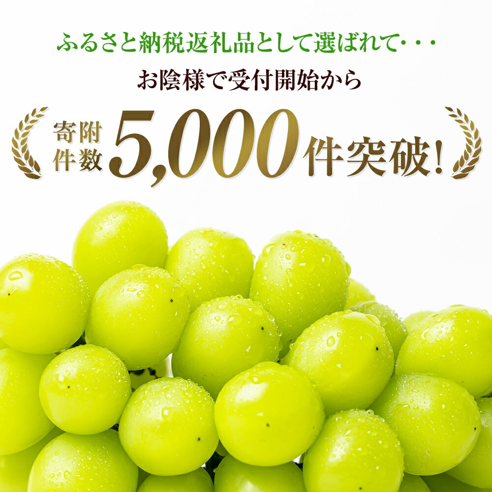 【ふるさと納税】大粒 特選 大房シャインマスカット 約750g 1房 ぶどう 果物 フルーツ 種なし 　お届け：2026年8月下旬～10月上旬 - 画像3
