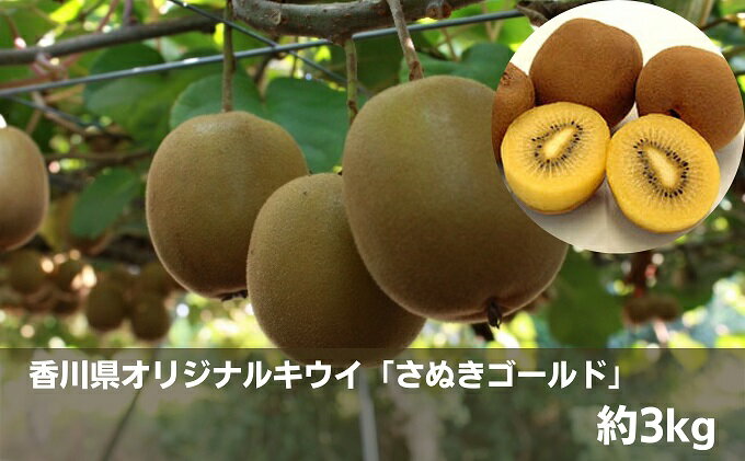 【ふるさと納税】香川県オリジナルキウイ「さぬきゴールド」約3kg 果物詰合せ フルーツ 果物 詰合せ セット 　お届け：2025年10月中旬～12月下旬 サムネイル2