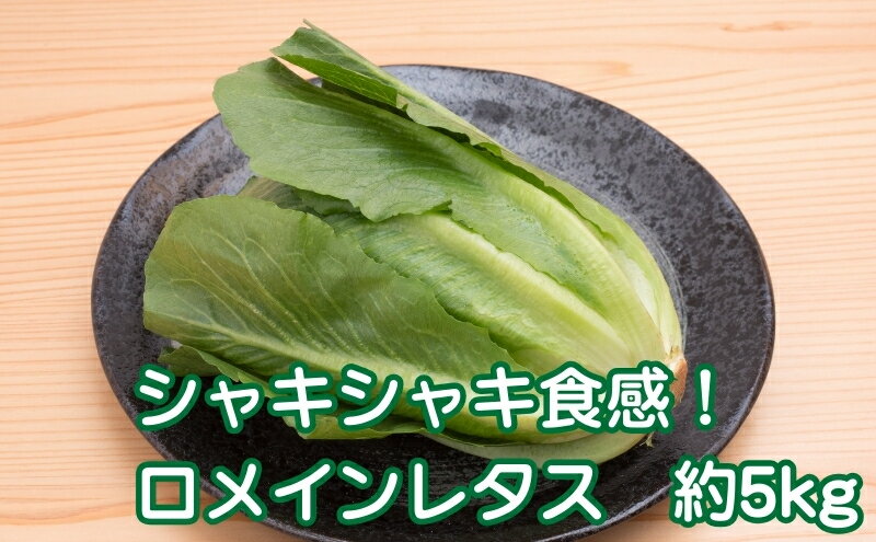 【ふるさと納税】シャキシャキ食感！　ロメインレタス　約5kg 野菜 野菜セット 　お届け：2026年3月上旬～4月下旬 - 画像2