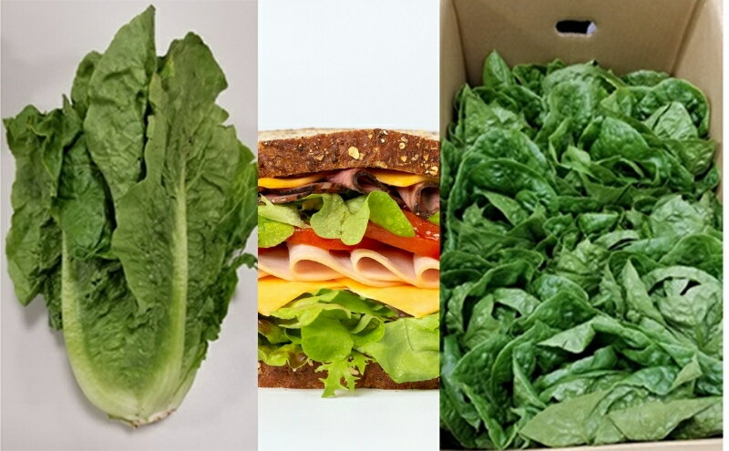 【ふるさと納税】シャキシャキ食感！　ロメインレタス　約5kg 野菜 野菜セット 　お届け：2026年3月上旬～4月下旬 - 画像3