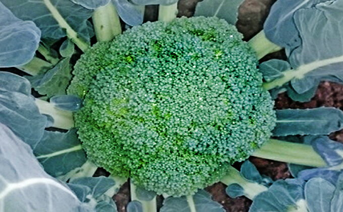 【ふるさと納税】鮮度抜群！ブロッコリー 約2.5kg 野菜 野菜セット 　お届け：2026年3月上旬～6月中旬 - 画像2