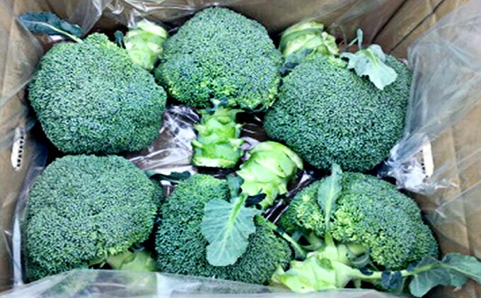 【ふるさと納税】鮮度抜群！ブロッコリー 約2.5kg 野菜 野菜セット 　お届け：2026年3月上旬～6月中旬 - 画像3