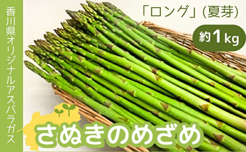 【ふるさと納税】香川県オリジナルアスパラガス「さぬきのめざめロング」(夏芽) 約1kg 野菜 野菜セット 　お届け：2026年6月中旬～10月上旬 - 画像2