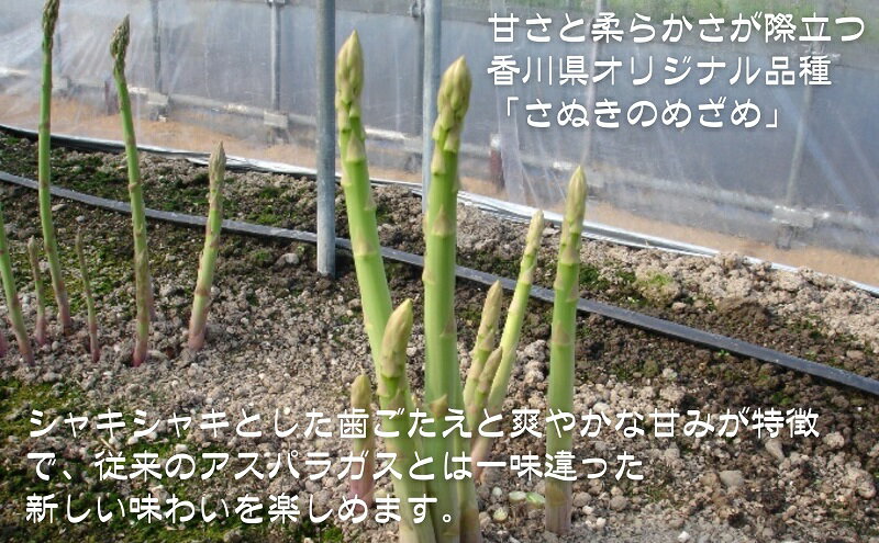 【ふるさと納税】香川県オリジナルアスパラガス「さぬきのめざめロング」(夏芽) 約1kg 野菜 野菜セット 　お届け：2026年6月中旬～10月上旬 - 画像3