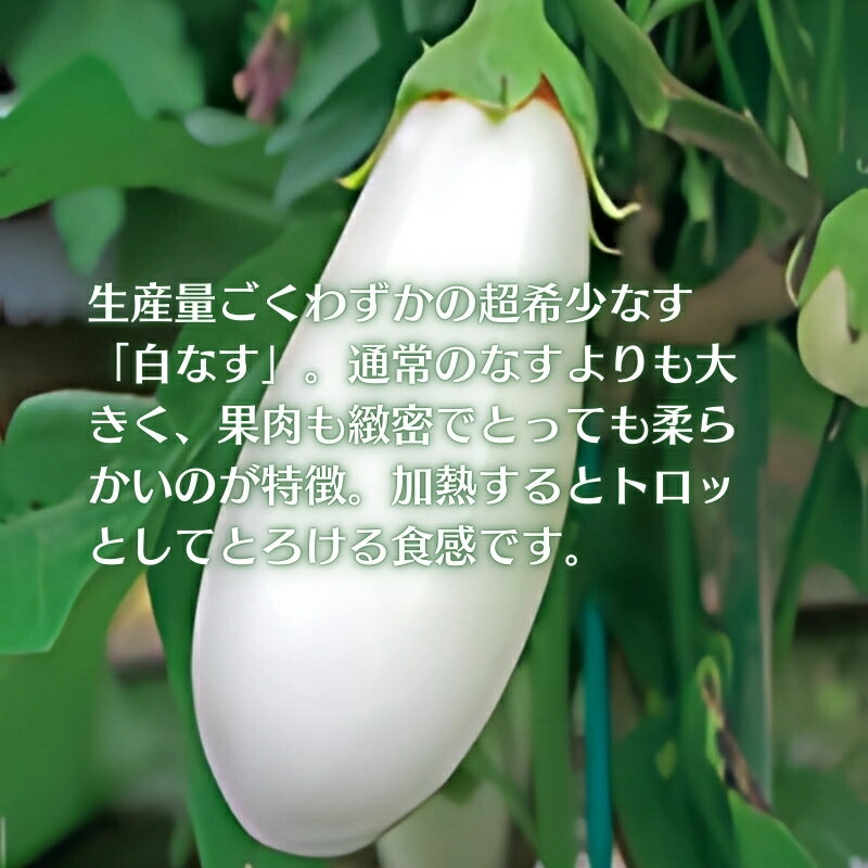 【ふるさと納税】【数量限定】とっても柔らか 貴重な白なす 約1.8kg 茄子 野菜 野菜セット 　お届け：2026年7月上旬～10月上旬 - 画像3