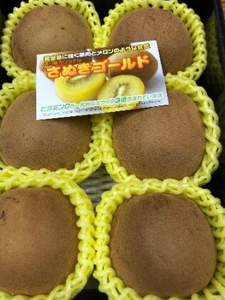 【ふるさと納税】香川県オリジナルキウイ「さぬきゴールド」大玉約1.2kg　果実 甘い 讃岐 くだもの ジューシー フルーツ 果物詰合せ 　お届け：2025年10月中旬～12月下旬 サムネイル2