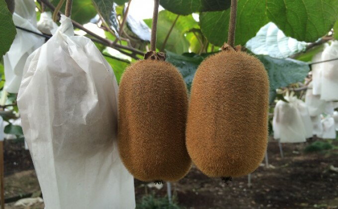 【ふるさと納税】香川県オリジナルキウイ「香緑（こうりょく）」約1.2kg 果物詰合せ フルーツ 　お届け：2025年11月下旬～2026年1月下旬 サムネイル3