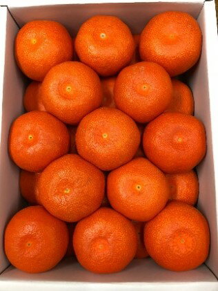 【ふるさと納税】小原紅早生みかん「金時紅」約3kg ミカン 柑橘 糖度11度 甘い 果物類 柑橘類 フルーツ 蜜柑 くだもの 　お届け：2025年11月下旬～12月下旬 サムネイル3