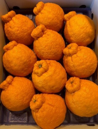 【ふるさと納税】ハウス不知火　約3kg化粧箱入り 柑橘 甘い ジューシー 果物類 柑橘類 フルーツ 　お届け：2025年12月上旬～2026年3月上旬 サムネイル2