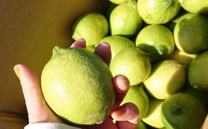 【ふるさと納税】2025年秋よりお届け グリーンレモン（露地栽培）約2.5kg 果物類 柑橘類 柑橘 檸檬 　お届け：2025年10月上旬～12月上旬 サムネイル3