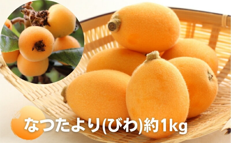 【ふるさと納税】なつたより（びわ）約1kg さぬき産フルーツ 果物類 枇杷 　お届け：2026年5月下旬～6月下旬 - 画像2