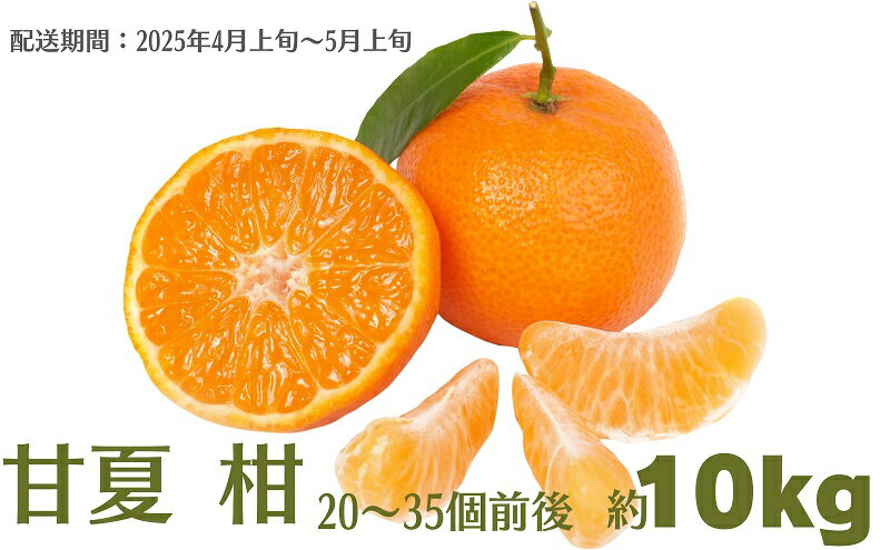 【ふるさと納税】甘夏 柑 約10kg 果物類 柑橘類 フルーツ みかん 　お届け：2026年4月上旬～5月上旬 サムネイル2