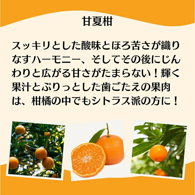 【ふるさと納税】甘夏 柑 約10kg 果物類 柑橘類 フルーツ みかん 　お届け：2026年4月上旬～5月上旬 サムネイル3