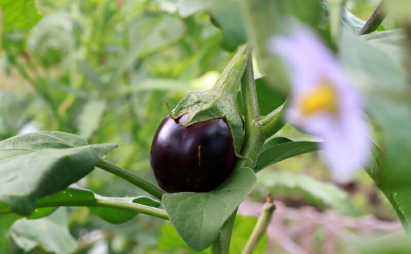 【ふるさと納税】讃岐の名産 三豊なす 約1.8kg 野菜 ナス 茄子 野菜セット 　お届け：2026年7月下旬～10月上旬 - 画像3