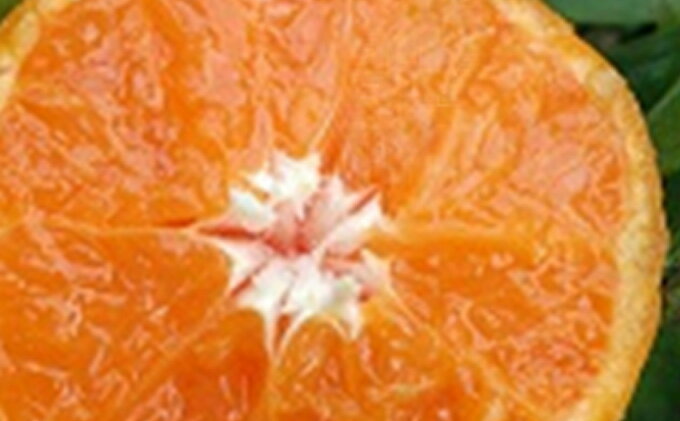 【ふるさと納税】2025年秋よりお届け 訳あり！！温州みかん 約10kg 果物類 柑橘類 フルーツ 　お届け：2025年9月下旬～12月中旬 サムネイル3