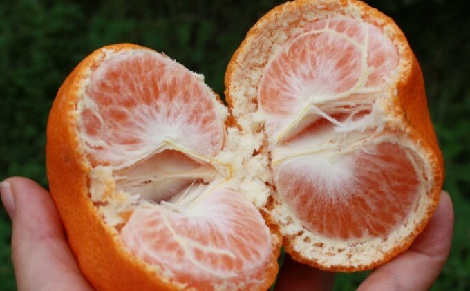 【ふるさと納税】新品種みかん「西南のひかり」約5kg 果物類 柑橘類 フルーツ 　お届け：2025年12月上旬～12月下旬 サムネイル3