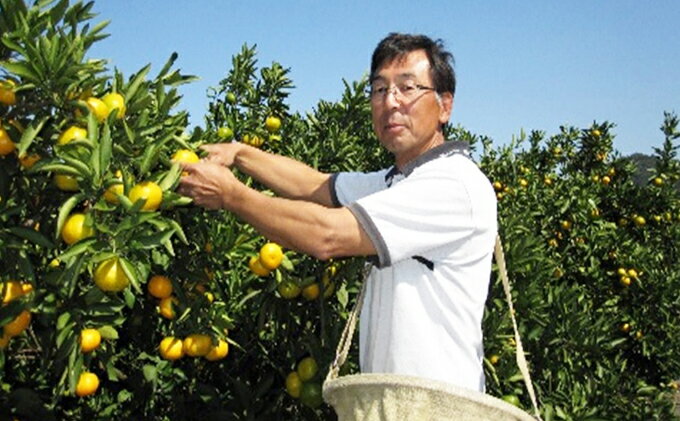 【ふるさと納税】小出さんの温州 みかん 約3.5kg 果物類 柑橘類 フルーツ 　お届け：2025年11月中旬～12月下旬 サムネイル3