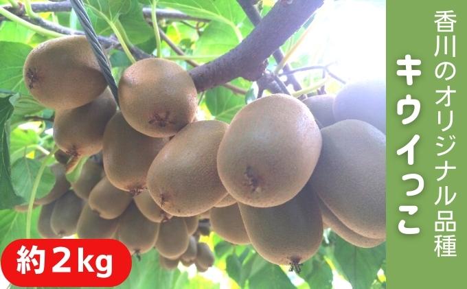 【ふるさと納税】キウイっこ　約2kg 果物 フルーツ デザート 間食 おやつ 食後 一口サイズ 香川県オリジナル 糖度 高い 酸味 少ない 国産 香川県産 観音寺市産 　お届け：2025年11月下旬～12月下旬 サムネイル2