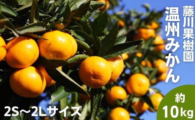 【ふるさと納税】2025年秋よりお届け フジカワ温州みかん 約10kg 果物 柑橘 フルーツ おやつ 間食 デザート 食後 極早生 早生 甘い 大容量 冬 秋 　お届け：2025年9月下旬～12月中旬 サムネイル2