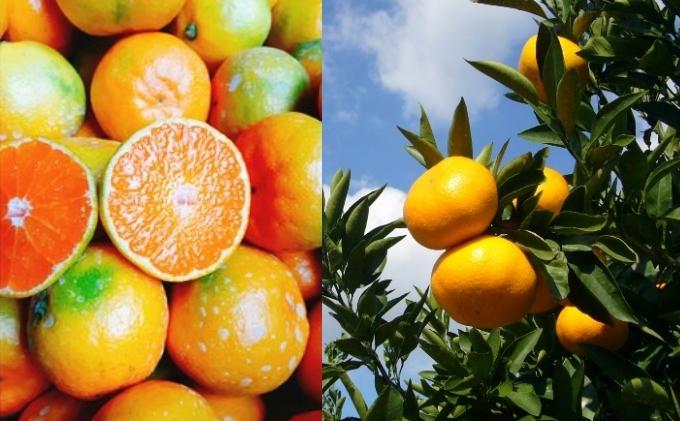 【ふるさと納税】2025年秋よりお届け フジカワ温州みかん 約10kg 果物 柑橘 フルーツ おやつ 間食 デザート 食後 極早生 早生 甘い 大容量 冬 秋 　お届け：2025年9月下旬～12月中旬 サムネイル3