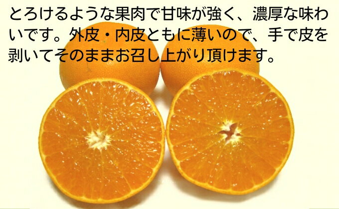 【ふるさと納税】《訳あり》 せとか 約3kg 甘い みかん お取り寄せ 果物 くだもの 季節限定 柑橘 蜜柑 かんきつ おすすめ フルーツ 香川県観音寺市 　お届け：2026年2月上旬～3月上旬 サムネイル3