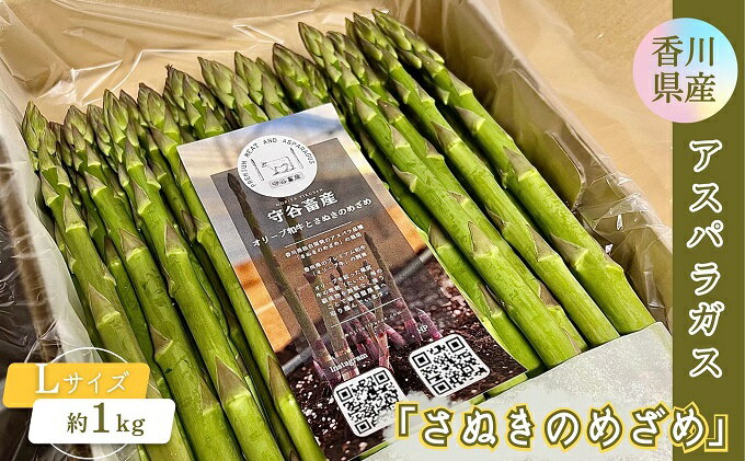 【ふるさと納税】香川県産アスパラガス「さぬきのめざめ」Lサイズ　約1kg 野菜 特産品 27cm前後 瀬戸内海 グリーンアスパラガス 冷蔵配送 　お届け：2026年3月下旬～9月下旬 - 画像2
