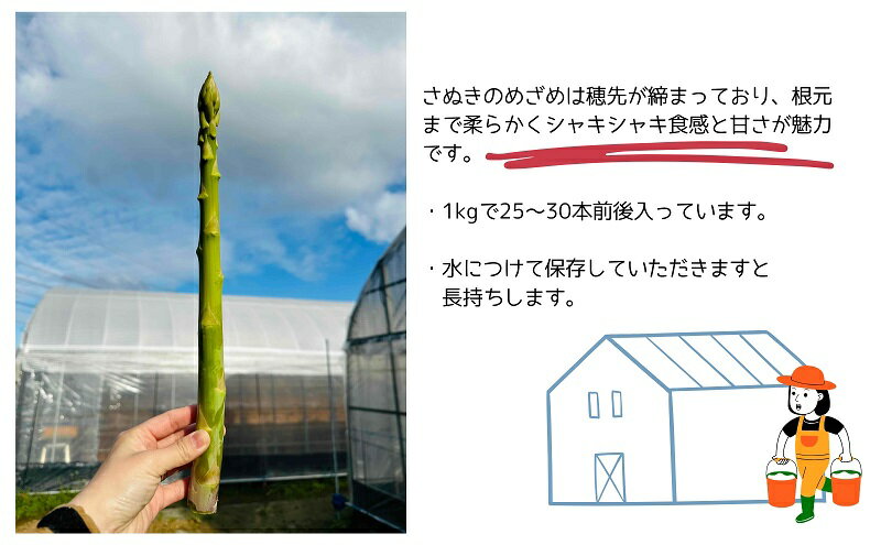 【ふるさと納税】朝採れ アスパラ【さぬきのめざめ】夏芽 2Lサイズ　約1kg （25～30本） 　お届け：2026年5月下旬～9月下旬※ご寄附（ご入金）確認後、約2週間で順次配送いたします。 - 画像3