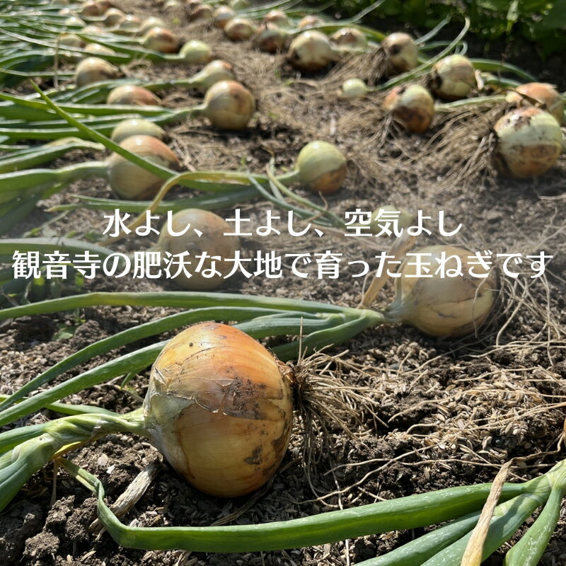 【ふるさと納税】訳あり（サイズ混合おまかせ）そのまんま 玉ねぎ（約3kg×2箱）計約6kg たまねぎ 野菜 　お届け：2026年5月中旬～6月下旬 - 画像3