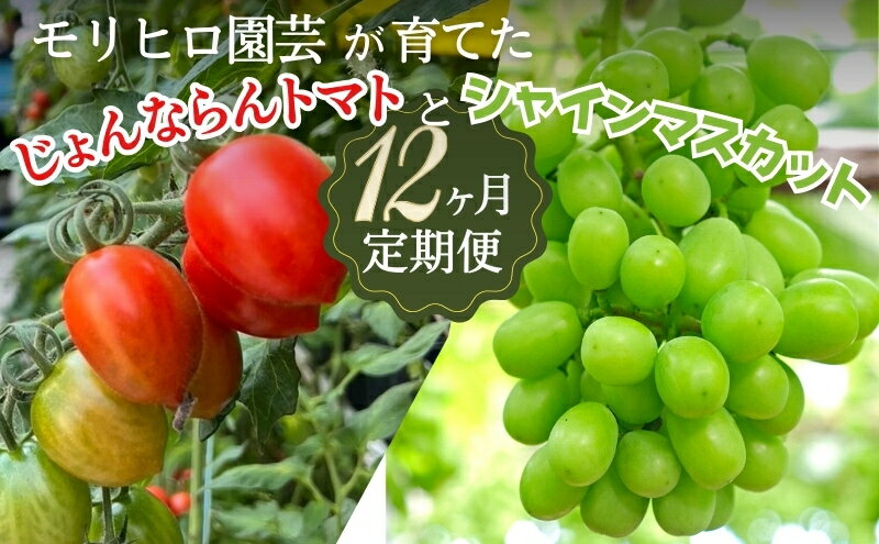 【ふるさと納税】モリヒロ園芸が育てたじょんならんトマトとシャインマスカットの12ヶ月定期便 果物類 ぶどう フルーツ 野菜 ミニトマト 　お届け：ご寄附（入金）確認月の翌月回より12ヶ月間順次配送致します。 - 画像2