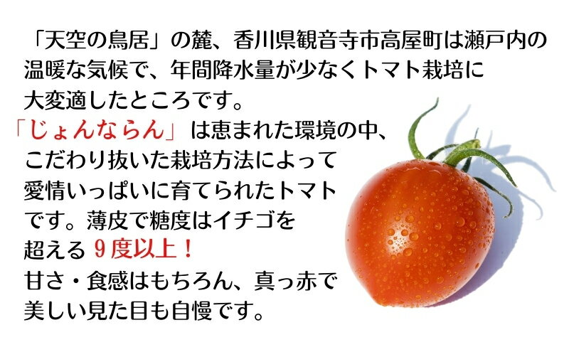 【ふるさと納税】モリヒロ園芸が育てたじょんならんトマトとシャインマスカットの12ヶ月定期便 果物類 ぶどう フルーツ 野菜 ミニトマト 　お届け：ご寄附（入金）確認月の翌月回より12ヶ月間順次配送致します。 - 画像3