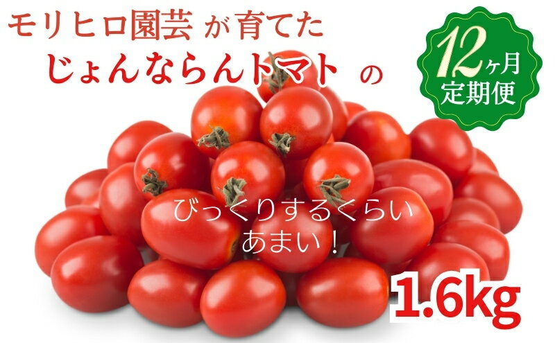 【ふるさと納税】モリヒロ園芸が育てたじょんならんトマトの12ヶ月定期便 野菜 ミニトマト 　お届け：ご寄附（入金）確認月の翌月回より12ヶ月間順次配送致します。 - 画像2