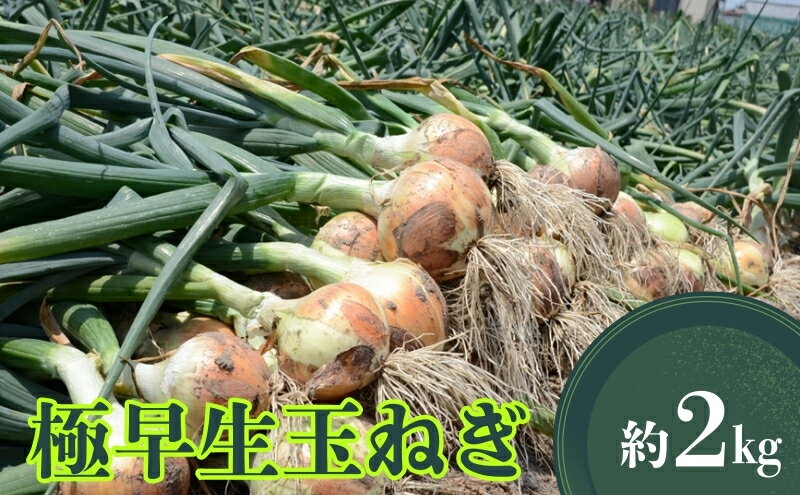 【ふるさと納税】極早生玉ねぎ 約2kg　お届け：2026年3月下旬～5月上旬 - 画像2