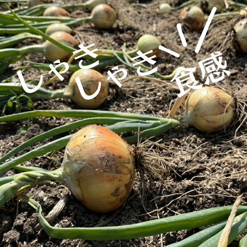 【ふるさと納税】極早生玉ねぎ 約2kg　お届け：2026年3月下旬～5月上旬 - 画像3