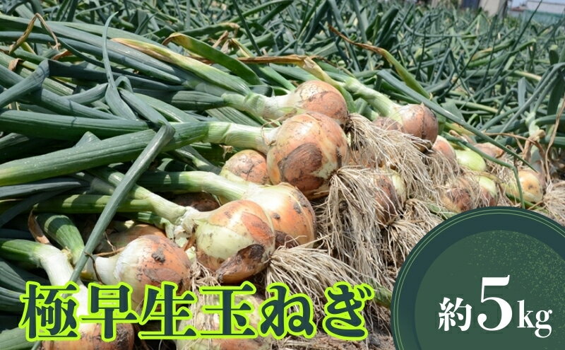 【ふるさと納税】極早生玉ねぎ 約5kg　お届け：2026年3月下旬～5月上旬 - 画像2